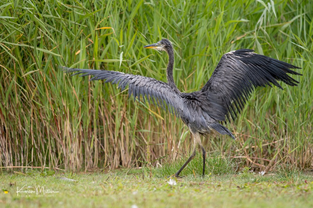 Heron-jpg_c_9722
