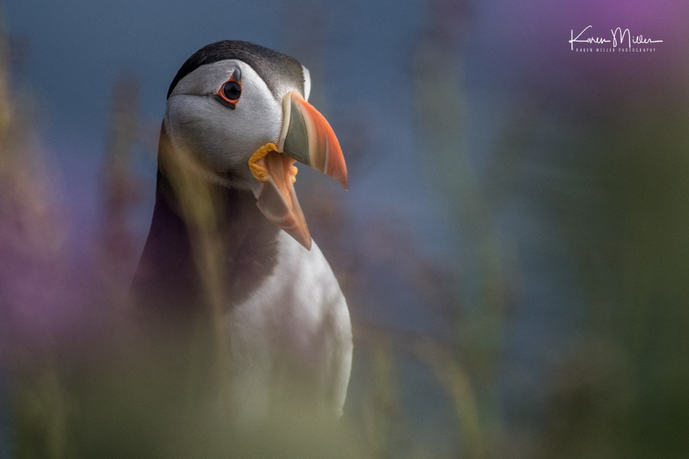 LungaJuly18-jpg_c_1146