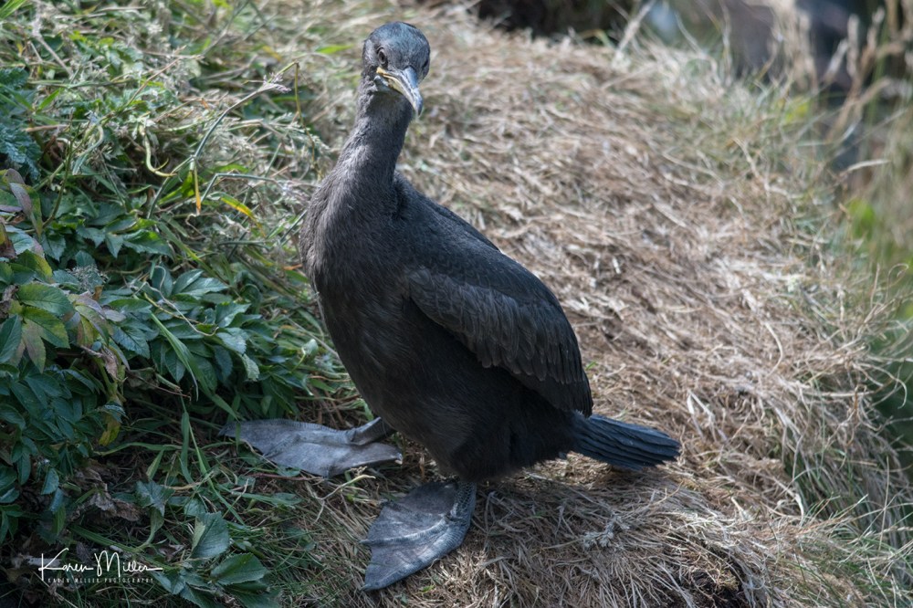 LungaJuly18-jpg_c_1208