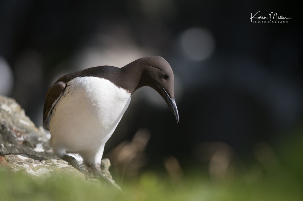 LungaJuly18-jpg_c_1349