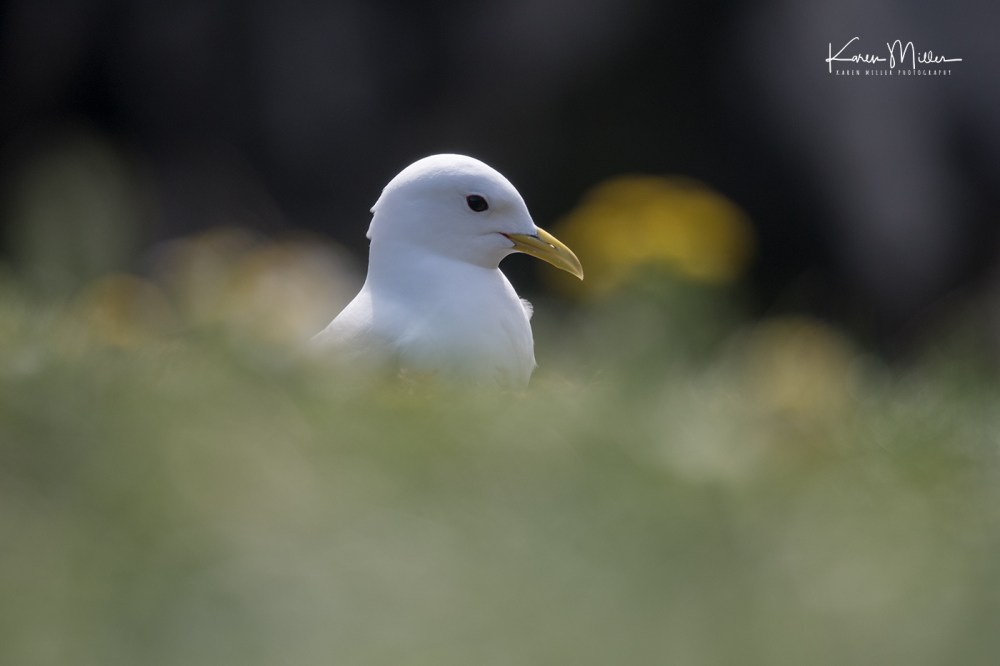 LungaJuly18-jpg_c_1378