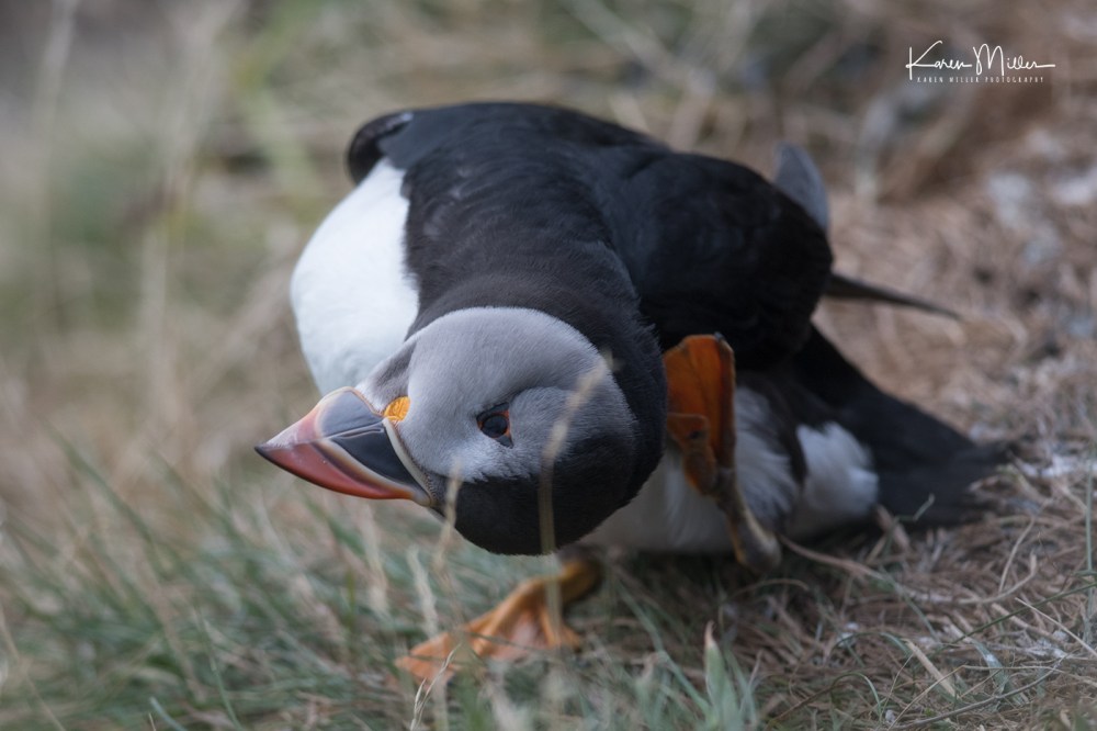 LungaJuly18-jpg_c_1646