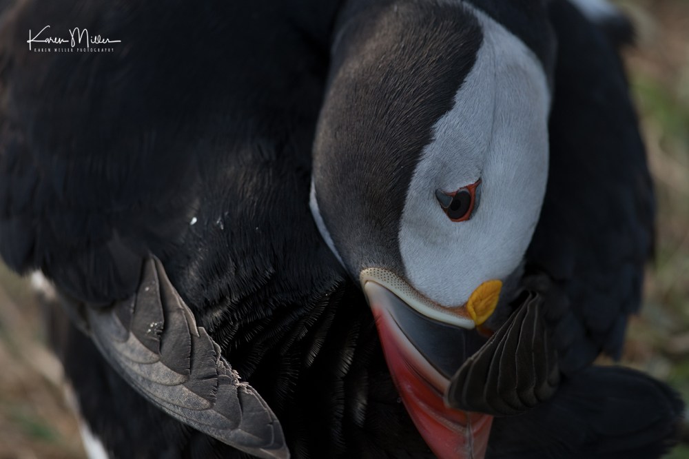 LungaJuly18-jpg_c_1959