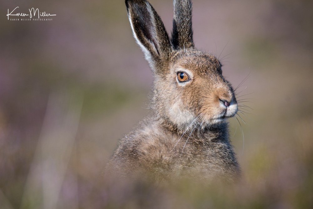 MountainHareJuly18-jpg_c_3498