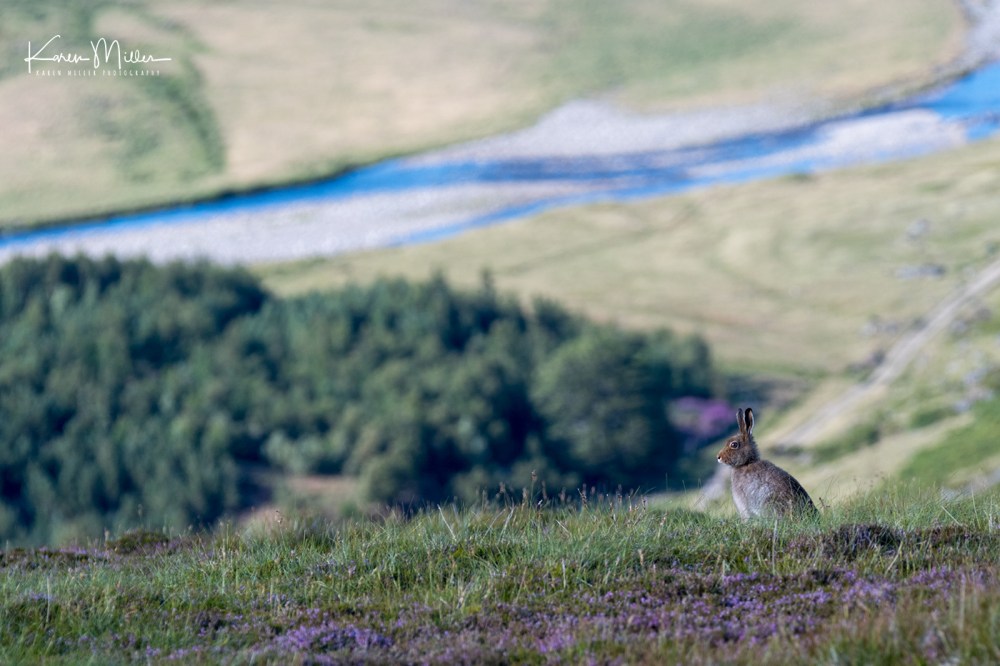 MountainHareJuly18-jpg_c_3532