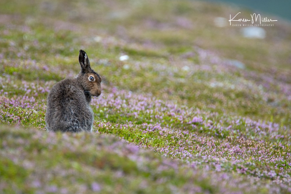 MountainHareJuly18-jpg_c_3665