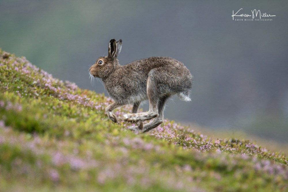 MountainHareJuly18-jpg_c_3706