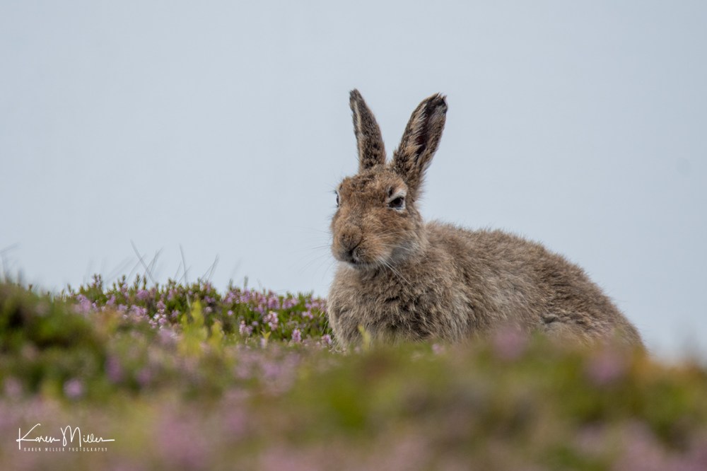 MountainHareJuly18-jpg_c_3997