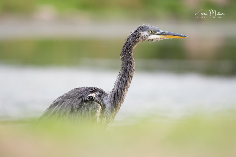 SeafieldPond_July18-jpg_c_9589