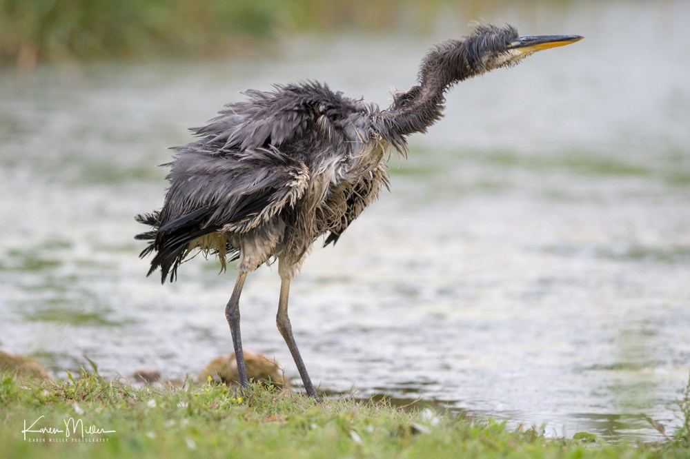 SeafieldPond_July18-jpg_c_9637