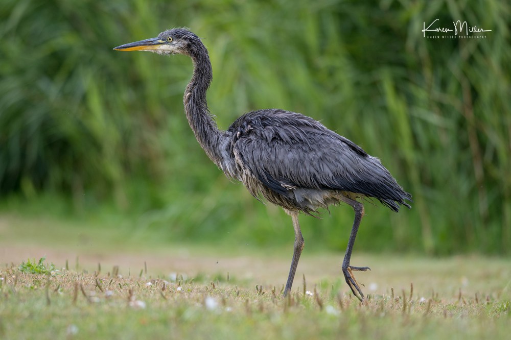 SeafieldPond_July18-jpg_c_9654
