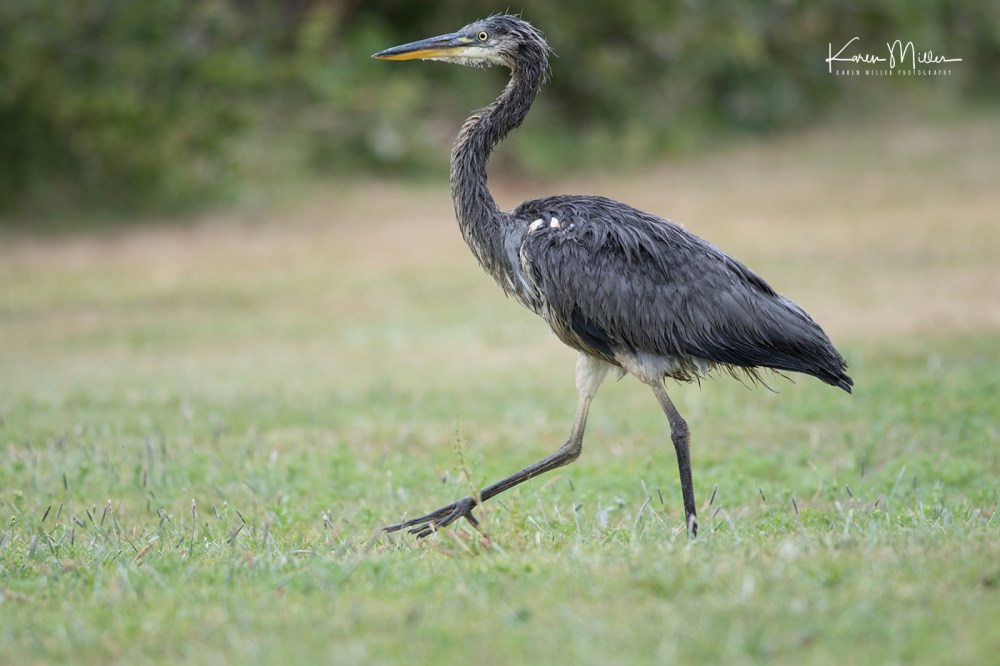 SeafieldPond_July18-jpg_c_9730