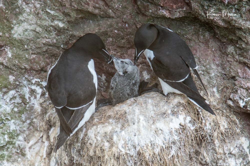 StAbbs_July18-jpg_c_0010