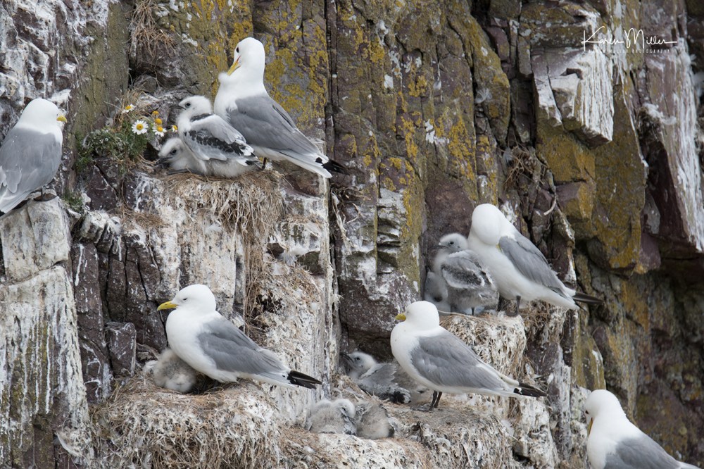 StAbbs_July18-jpg_c_0053