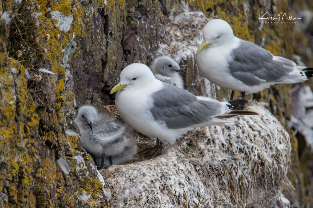 StAbbs_July18-jpg_c_0128