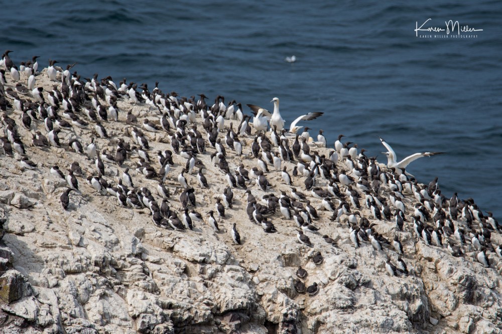 StAbbs_July18-jpg_c_0208