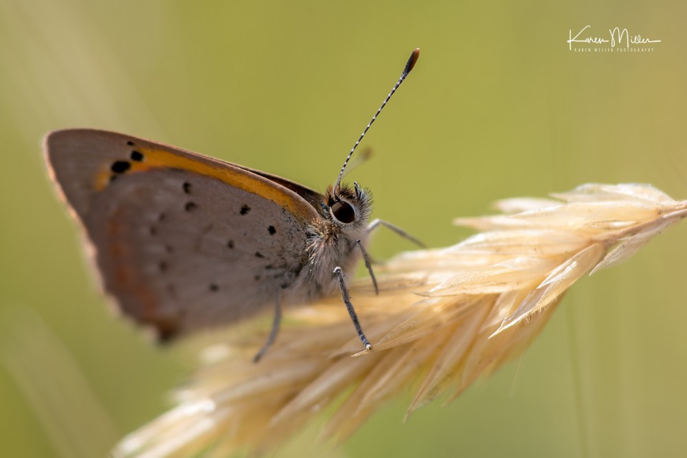 StAbbs_July18-jpg_c_0242