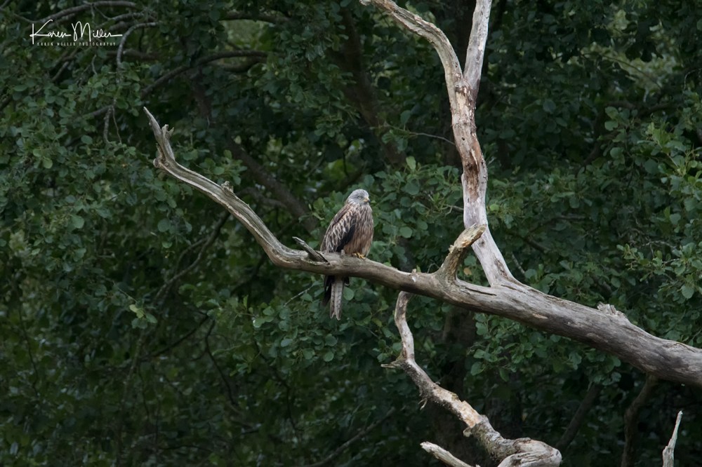 GigrinRedKites-jpg_c_0219