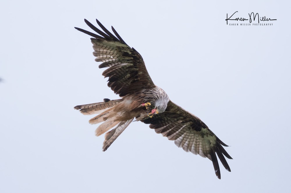 GigrinRedKites-jpg_c_0426