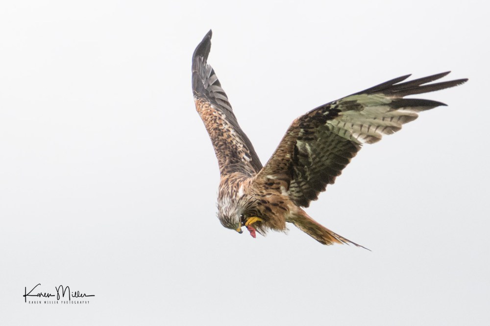 GigrinRedKites-jpg_c_0458