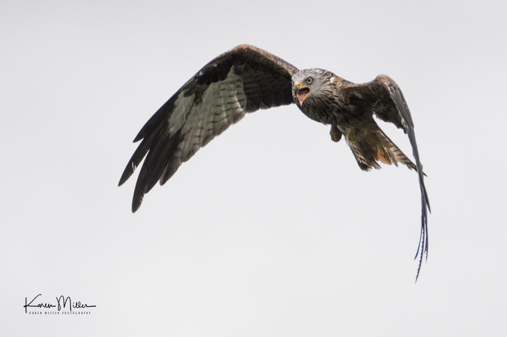 GigrinRedKites-jpg_c_0462