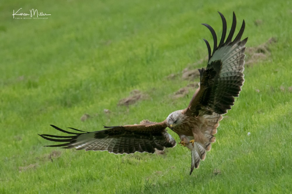 GigrinRedKites-jpg_c_0964