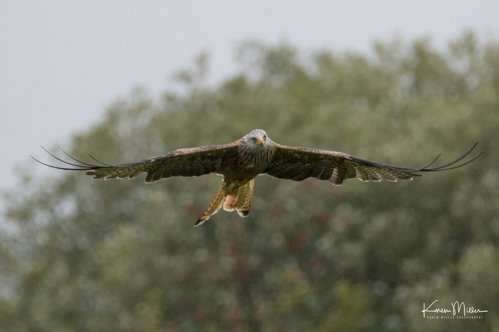 GigrinRedKites-jpg_c_1080