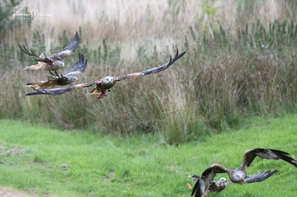 GigrinRedKites-jpg_c_8510