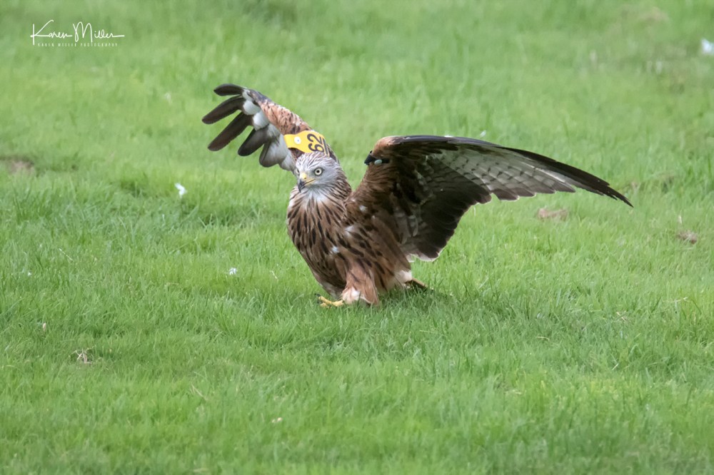 GigrinRedKites-jpg_c_8736