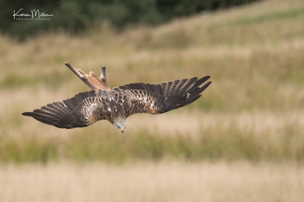 GigrinRedKites-jpg_c_8820