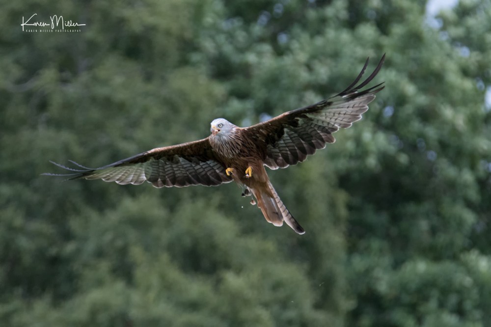 GigrinRedKites-jpg_c_8950