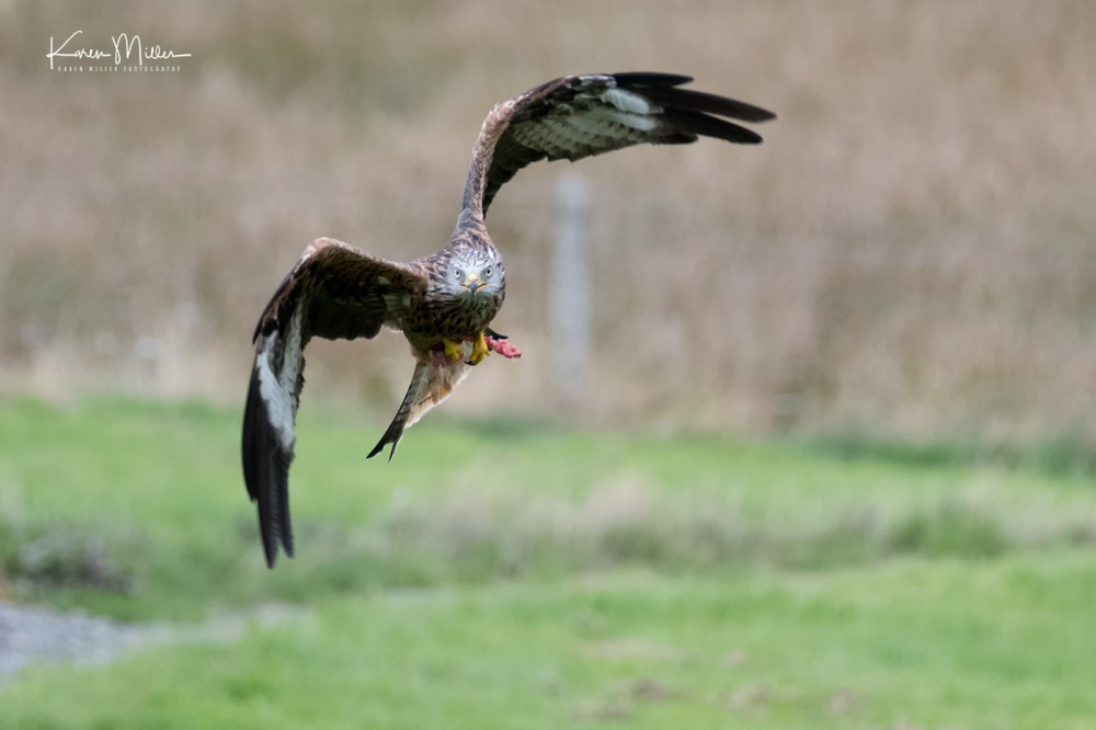 GigrinRedKites-jpg_c_8968