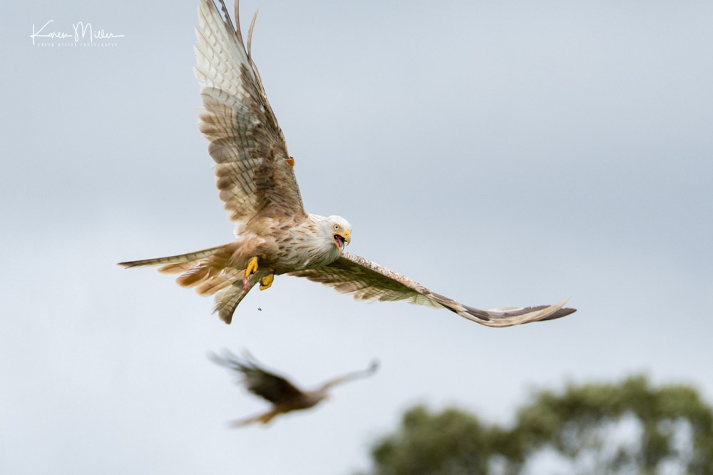 GigrinRedKites-jpg_c_9158