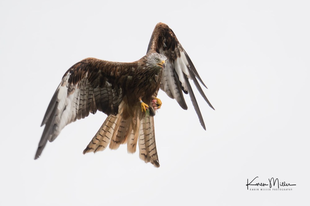 GigrinRedKites-jpg_c_9232