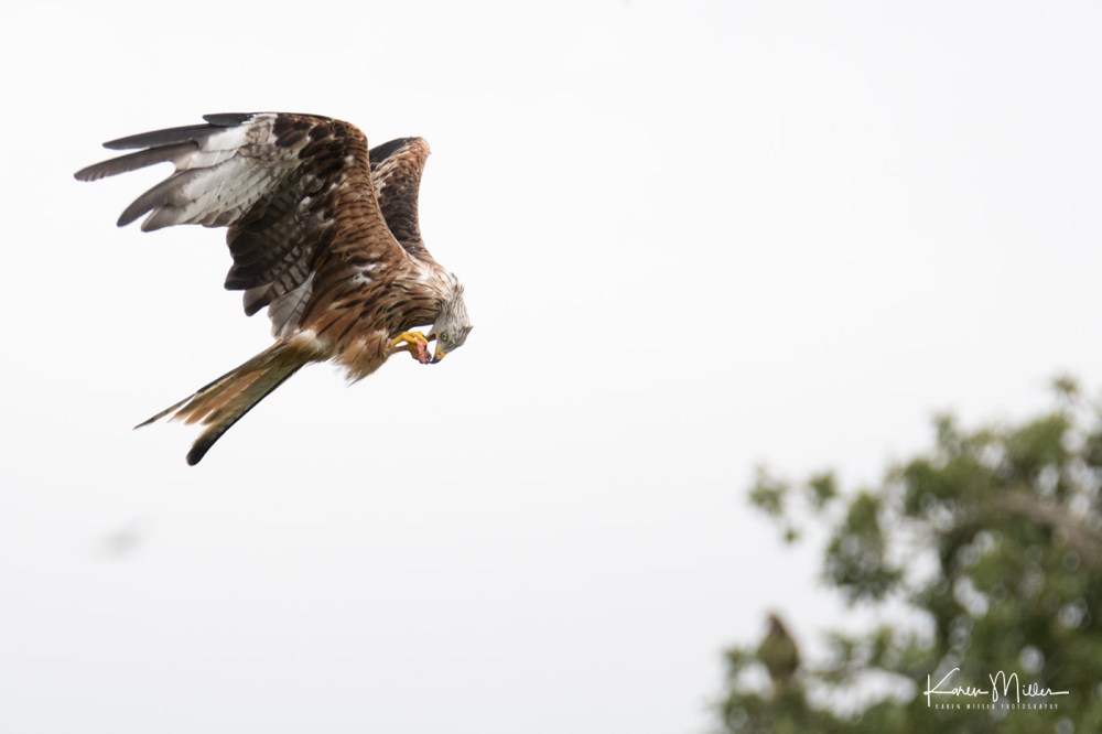 GigrinRedKites-jpg_c_9291