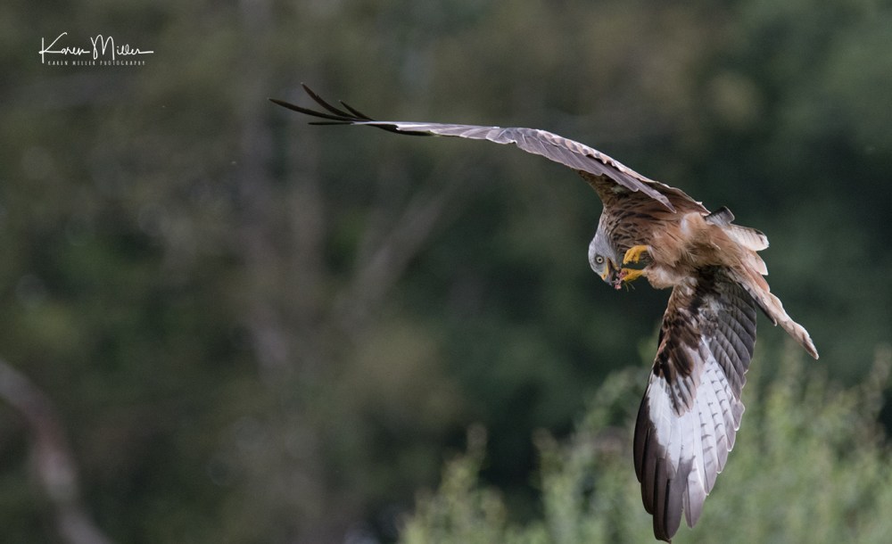 GigrinRedKites-jpg_c_9507