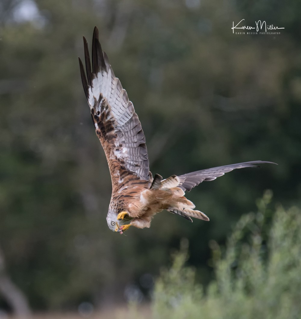 GigrinRedKites-jpg_c_9508