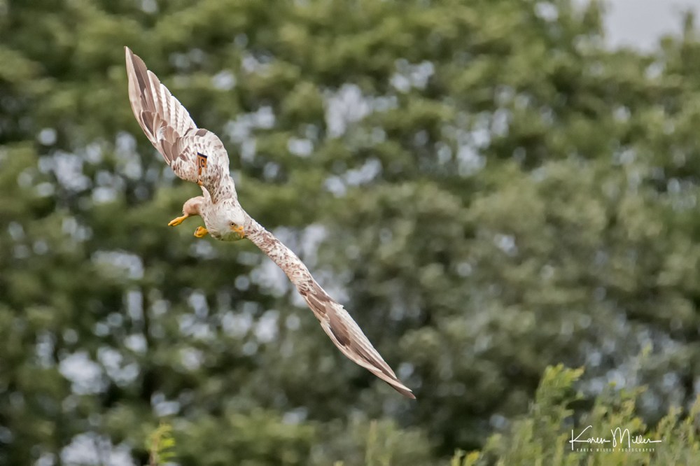GigrinRedKites-jpg_c_9728