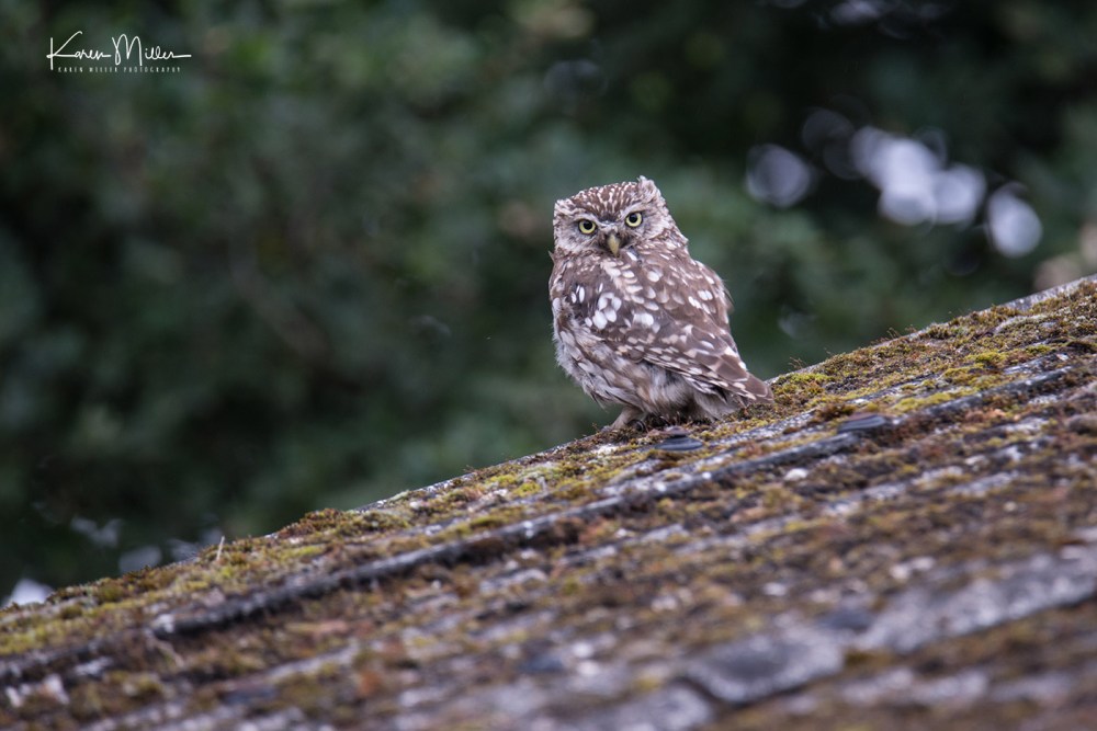 LittleOwls-jpg_c_3334