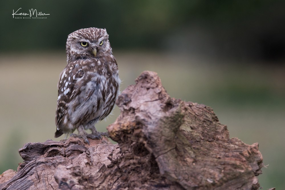 LittleOwls-jpg_c_3490