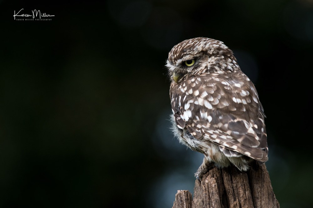 LittleOwls-jpg_c_6467