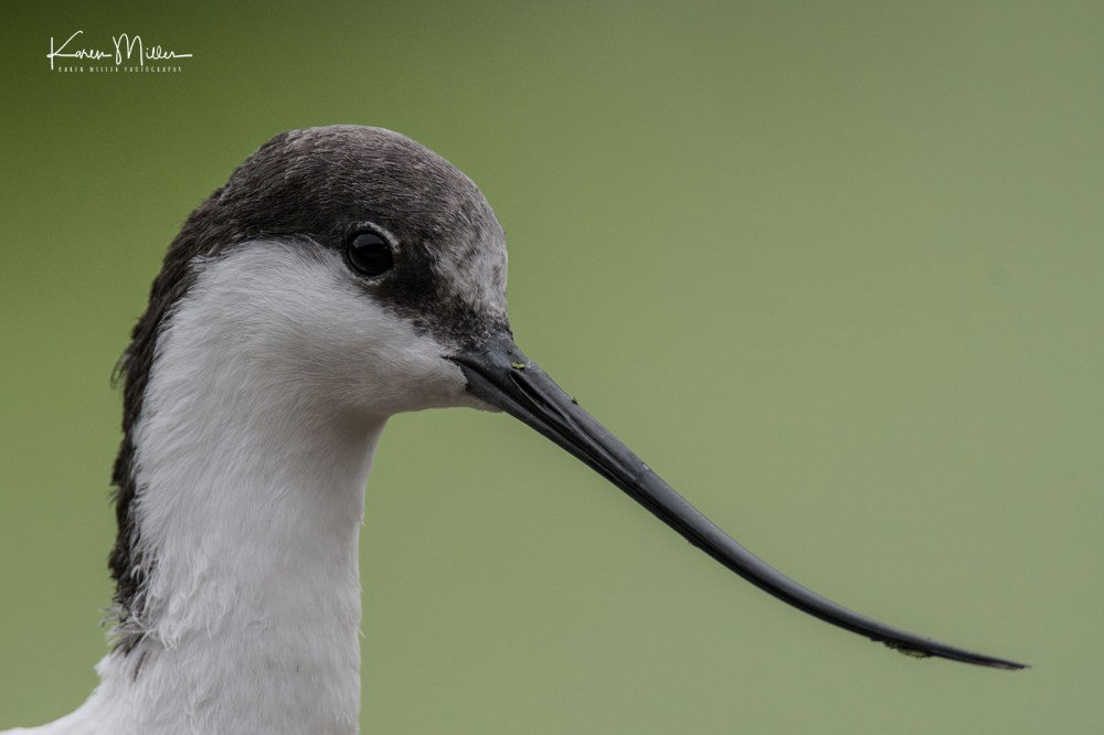 Slimbridge-jpg_c_6991
