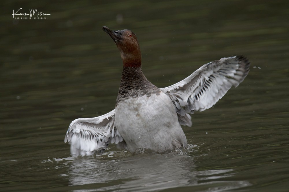 Slimbridge-jpg_c_7700