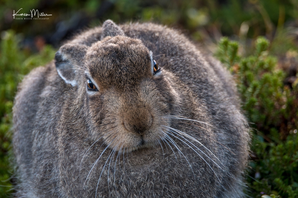 Mountain Hare (Lepus timidus)