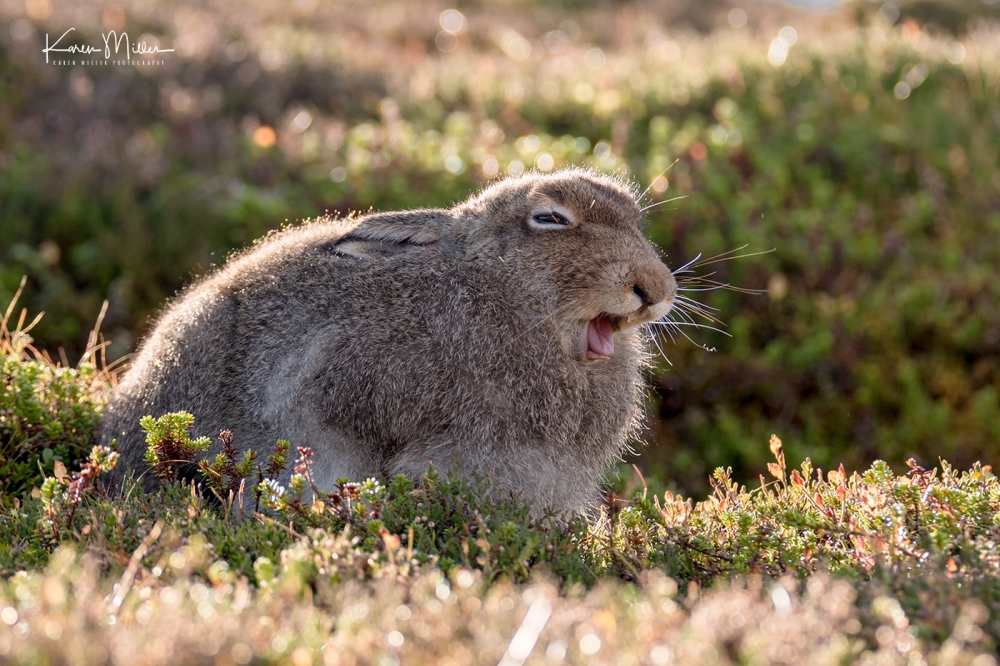 Mountain Hare Yawning  (Lepus timidus)