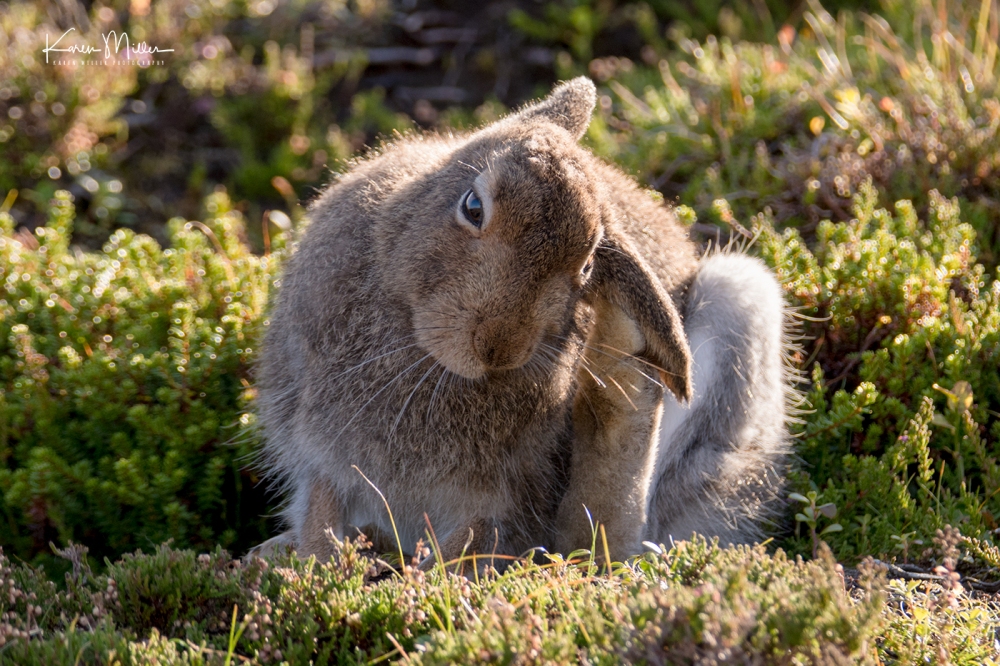 Mountain Hare  (Lepus Timidus)