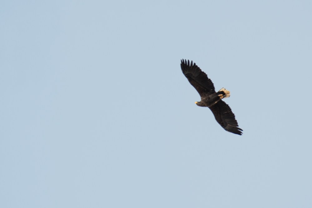 MountainHare_10Feb-7936