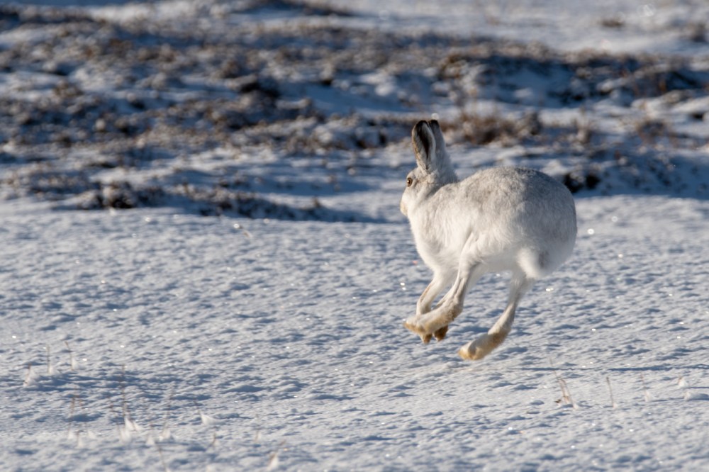 MountainHare_10Feb-8245