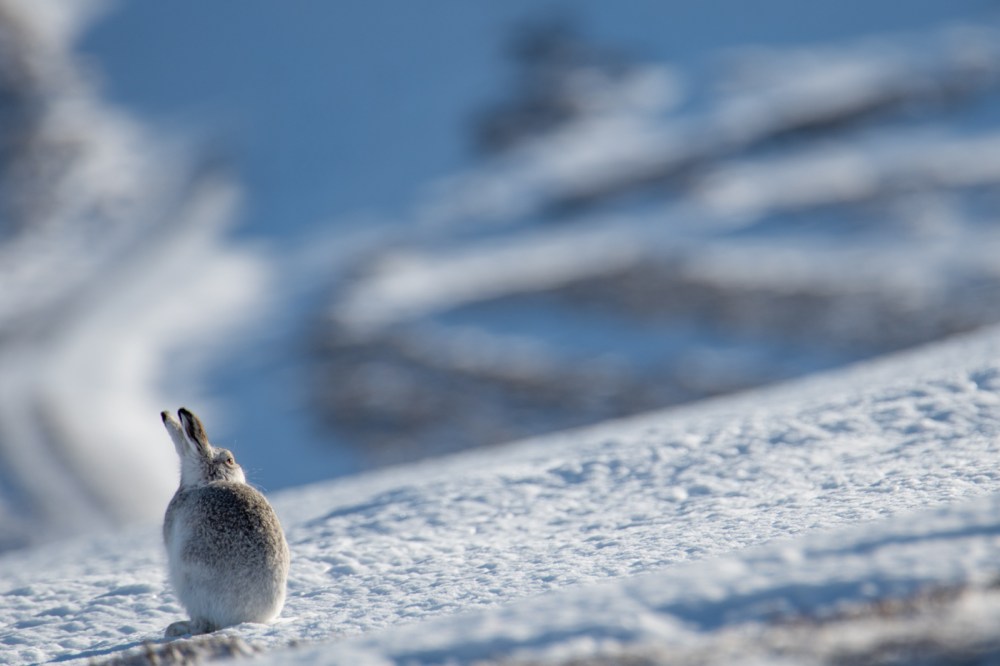 MountainHare_10Feb-8288