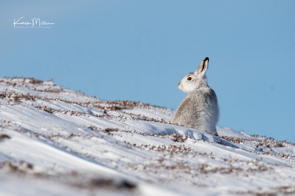 MountainHare_10Feb-8336
